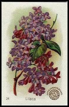24 Lilacs